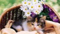 pic for Kitten With Daisies 